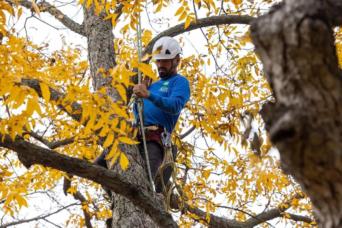 Skilled Storm Damage Cleanup crew working in New London